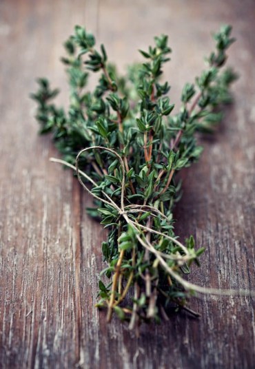 Thyme origin